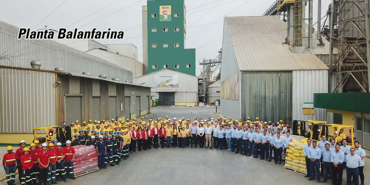 planta-balanfarina