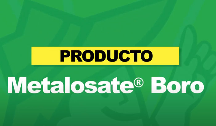 METALOSATO-BORO-700x410-1